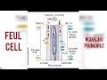 What are Fuel Cells | Working of Fuel cells | Hydrogen Oxygen Fuel Cells