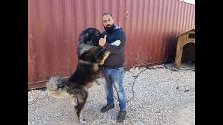 معلومات كامله عن الكلب القوقازي