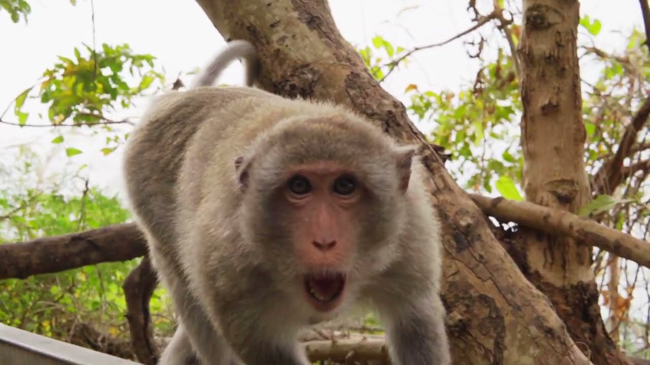 The Reason Monkeys FIGHT - It's All About Territory & Food | Viral Monkey