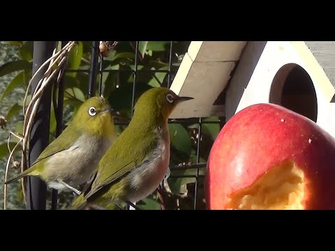 メジロ朝からヒヨに戦略され庭橋で待機中202601270952