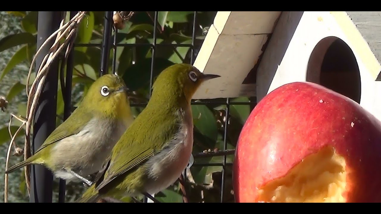 メジロ朝からヒヨに戦略され庭橋で待機中202601270952