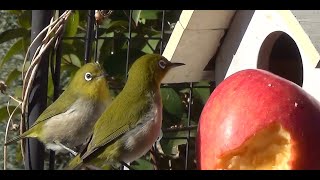 メジロ朝からヒヨに戦略され庭橋で待機中202601270952