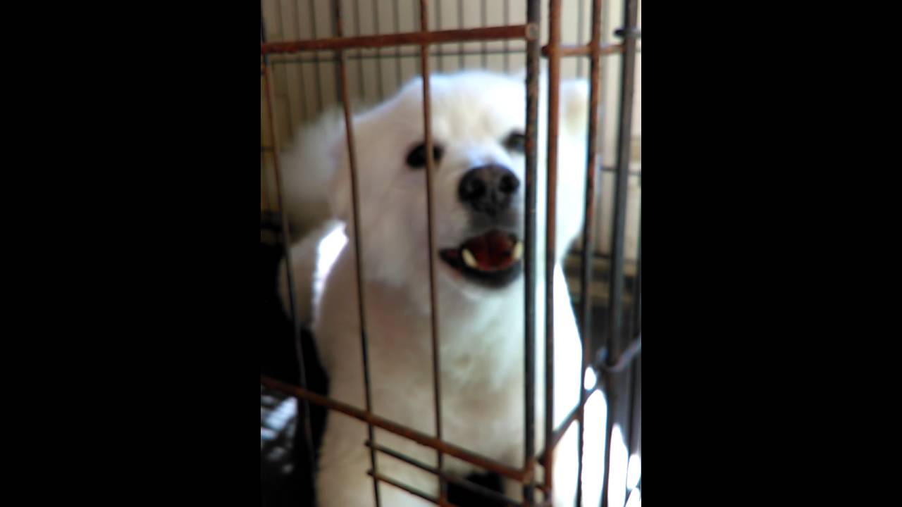 Voice box removed from nimbus YouTube