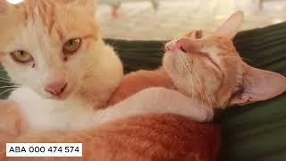Two cats are lying on a hammock./Lucky Munchkin 럭키 먼치킨#short