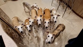 Introducing All My 8 Whippets by ShowPaws 3,019 views 3 months ago 15 minutes