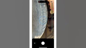 Tire Scan App Demo – Free AI Tread Depth Checker (iOS & Android)