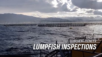 Lumpfish inspections at an aquaculture site | Blueye Pioneer