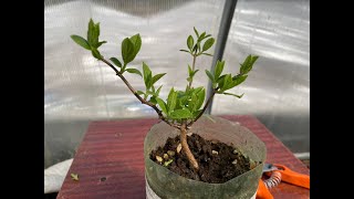 картинка: Как обрезать саженцы метельчатых, если уже развернулся лист