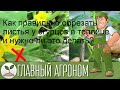 Как правильно обрезать листья у огурцов в теплице и нужно ли это делать?