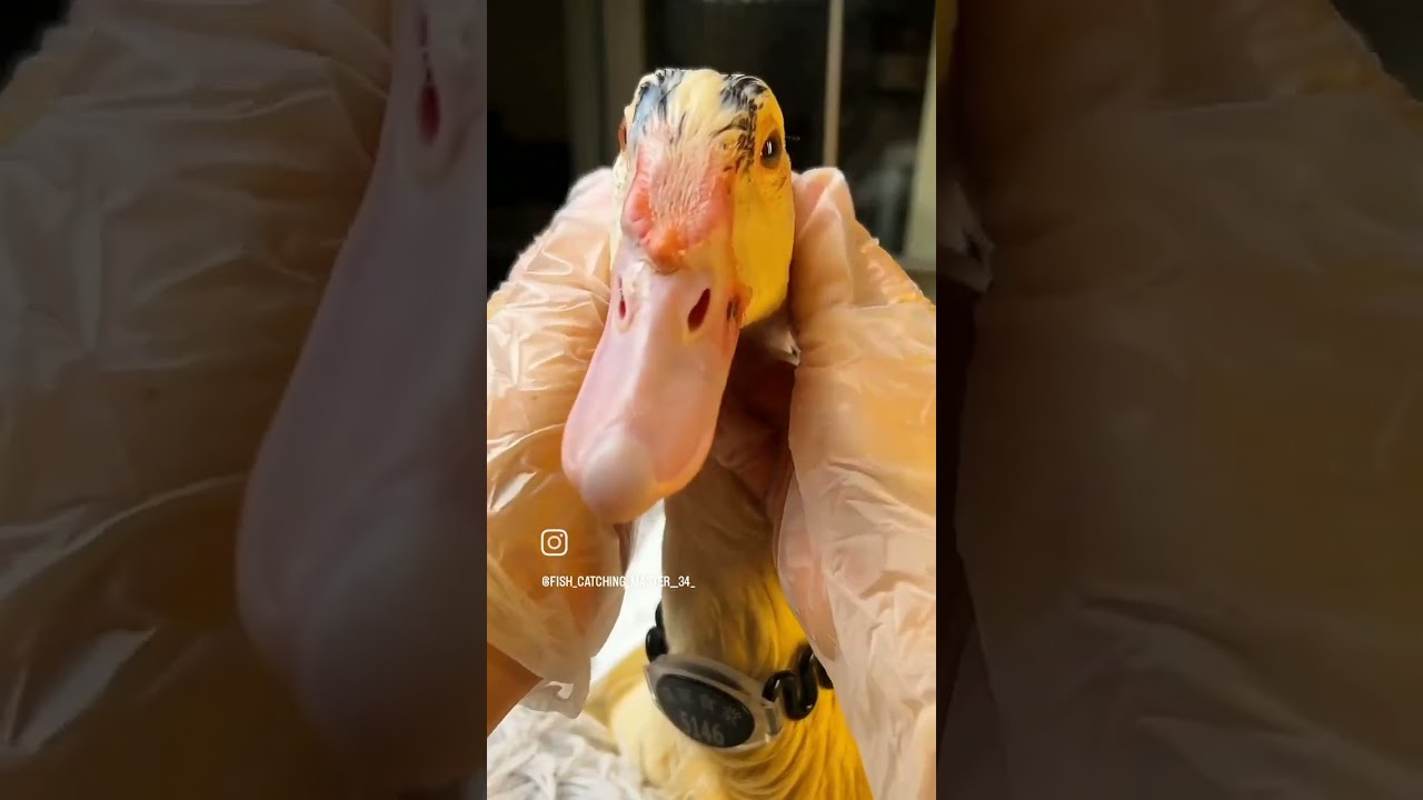 You laugh you lose waot for end 