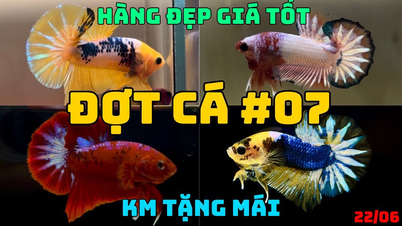 ĐỢT CÁ BETTA #07 - Yellow Fancy, Red Fancy, Fancy Copper, Koi Yellow…