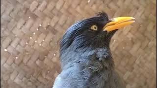 Burung Jalak Kebo Gacor, cocok untuk Pancingan Jalak Anda
