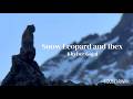 Snow Leopard and Ibex of Khyber Gojal / カイバル・ゴジャルのユキヒョウとアイベックス｜西遊旅行