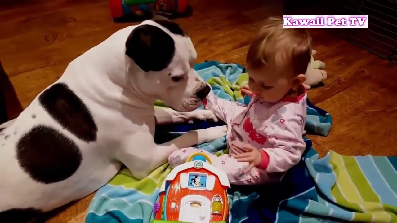 赤ちゃんの面倒を見る犬たち 人間の赤ちゃんを自分の子供のように思っている犬たち Youtube 赤ちゃんの面倒を見る犬たち 人間の赤ちゃんを自分の子供のように思っている犬たち Youtube