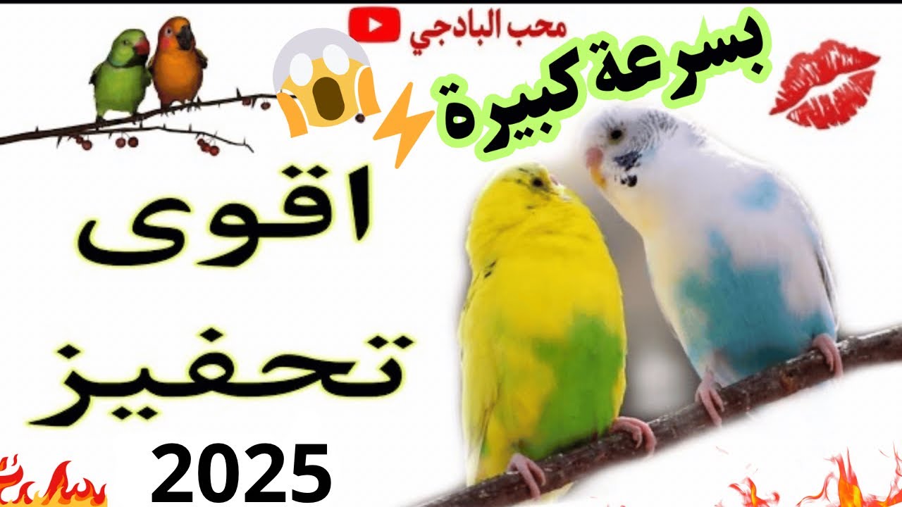 نتائج خلال دقائق ⏱️.. أصوات تزاوج البادجي الأسرع تأثيراً 🤯🔥