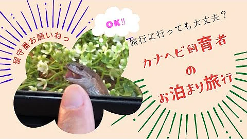 かなへび