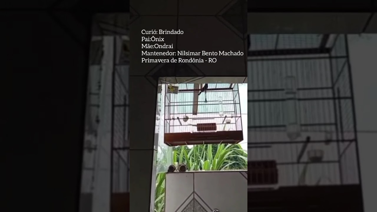 Curió Brindado. Filho do Curió Ônix x Ondrai 