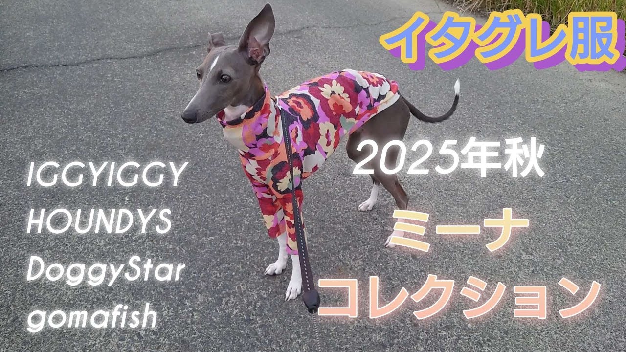【イタグレ服】2025年秋ミーナコレクション【生後8ヶ月】