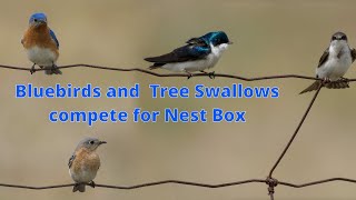 Bluebirds and Tree Swallows compete for Nest Box