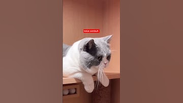 Semoga lekas sembuh #pantunku #cat #pantunlucu #kucinglucu #pantun #kucing #happy #catlover