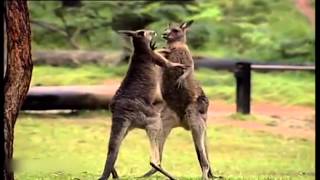 Atlas - Boksende Kangoeroes - De Grote NTR Klassieke Muziek Kwis