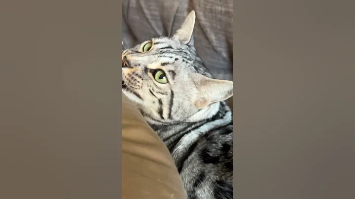 Video 9826851: silver bengal cat, female bengal cat