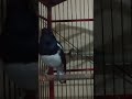 kacer gacor #kicaumania #kicaumanianusantara #mangkicauoffecial #burung #kacerfighter #birds