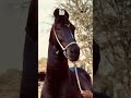 #instareels #horse #rakh pokit me