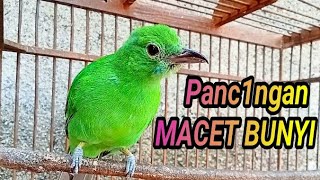 Pancingan CUCAK IJO BETINA GACOR HIPER MEMANGGIL JANTAN BIKIN BIRAHI