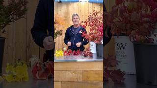 What Makes Leaves Turn Red, Orange & Gold? Fall Science Breakdown What Makes Leaves Turn Red, Orange & Gold? Fall Science Breakdown