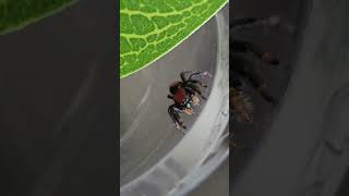 juvenile male apache jumping spider, a velvet ant mimic