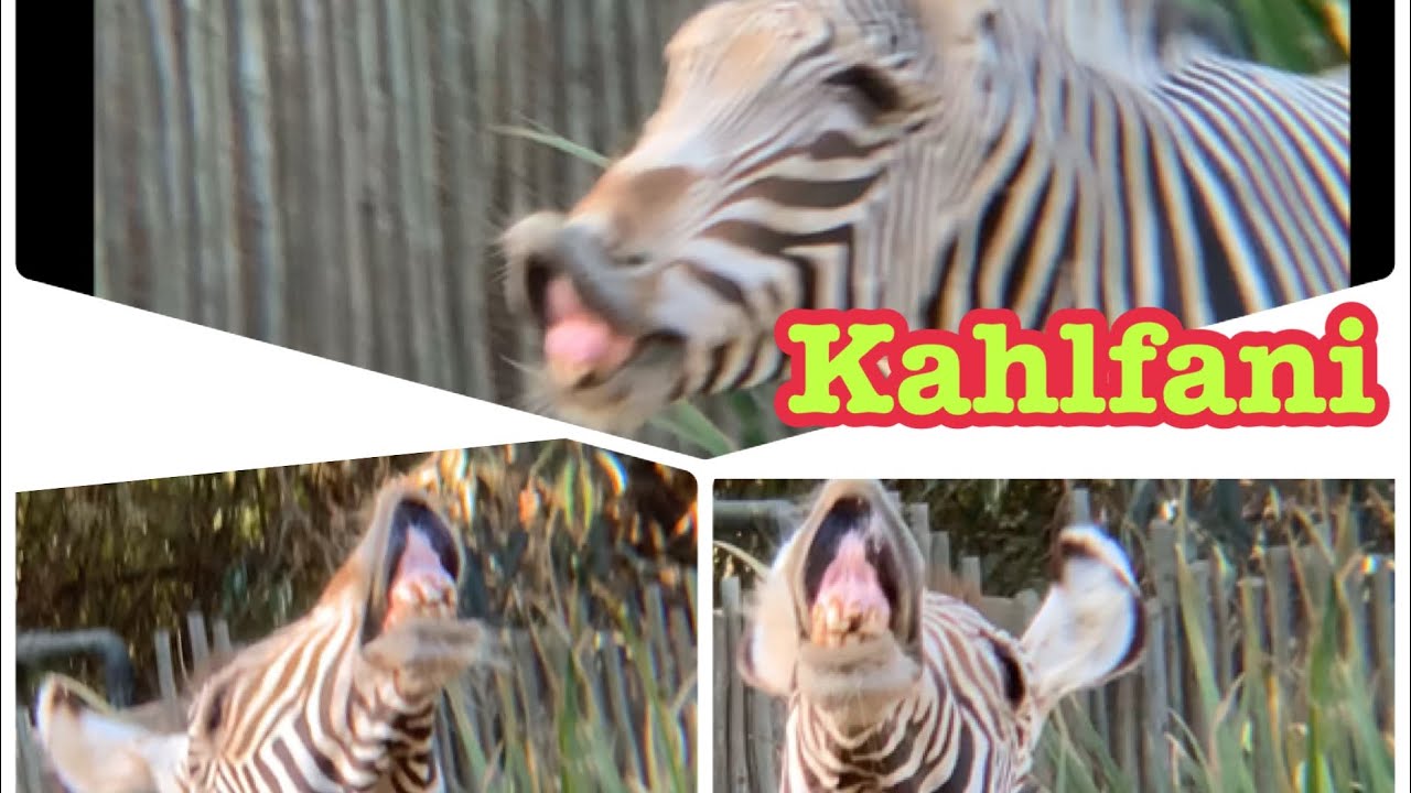 Grevy’s Zebra 🦓 Kahlfani Framen グレビーゼブラ カルファニ　フレーメン　ロスアンゼルス動物園