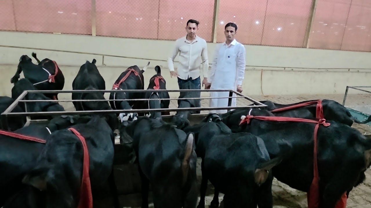 Mamu Breedline Amritsari Beetal Farm | Breeding Farm Chalane Ka Sahi Tarika | Q & A With Saleem Bhai