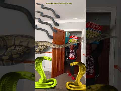 Animal funny video Anaconda snake python in my house in real life #vfx magic bhoot wala #shorts p8