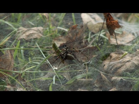 Harmful Spiders in New York
