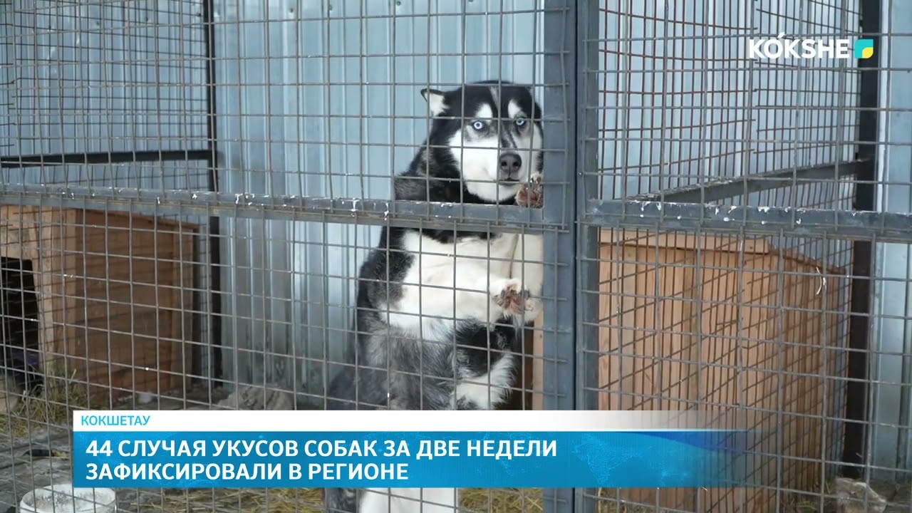 44 случая укусов собак за две недели зафиксировали в регионе