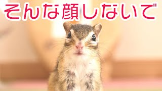 Frustrated Chipmunk