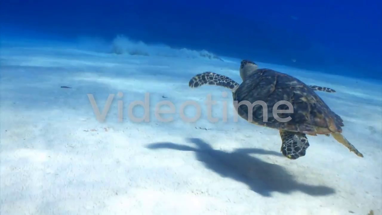 Sea Turtle and Stingray on Ocean Floor | Videotime