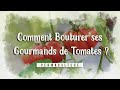 🍅 Comment bouturer les gourmands de Tomates 🍅