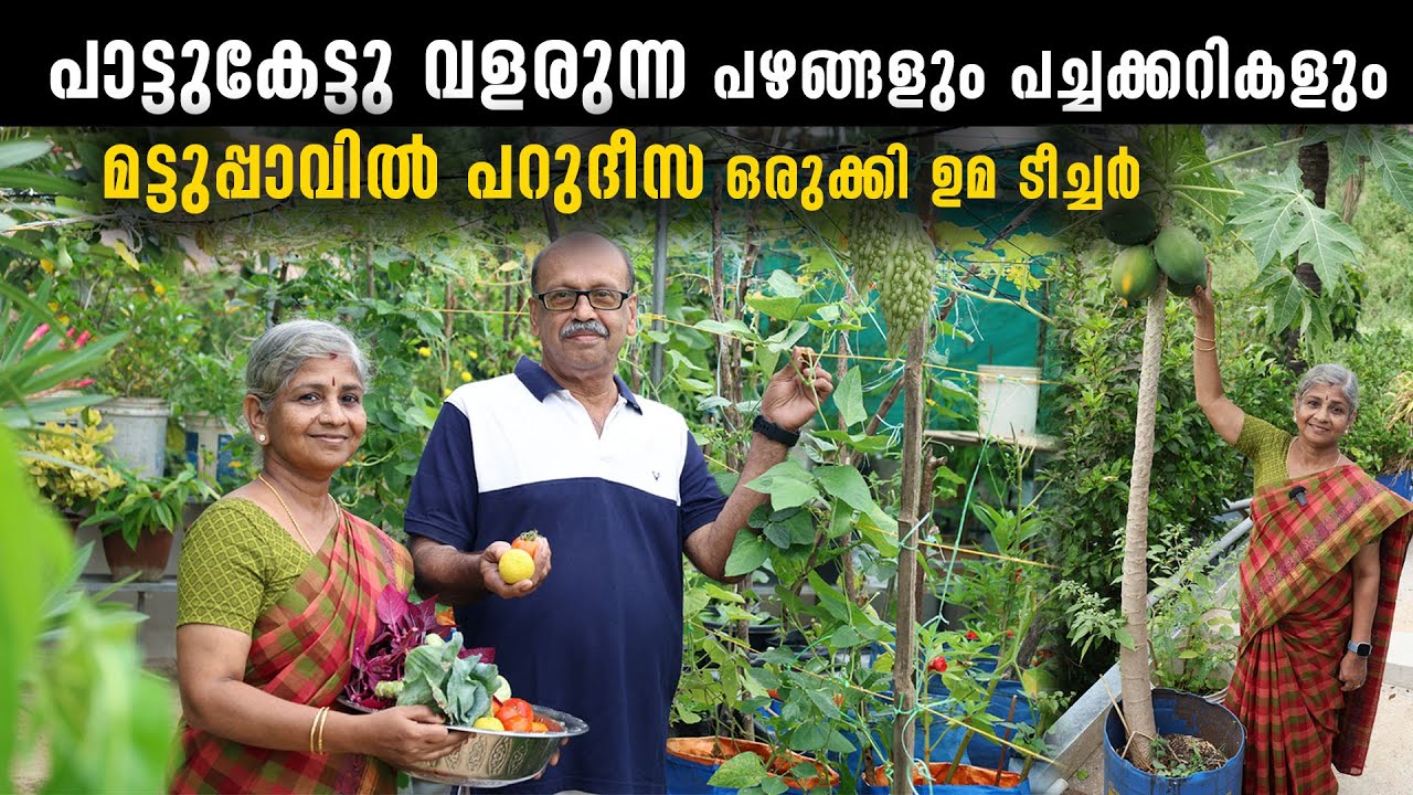 പാട്ടുകേട്ടു വളരുന്ന പഴങ്ങളും പച്ചക്കറികളും |  മട്ടുപ്പാവിൽ പറുദീസ ഒരുക്കി ഉമടീച്ചർ |Terrace Farming