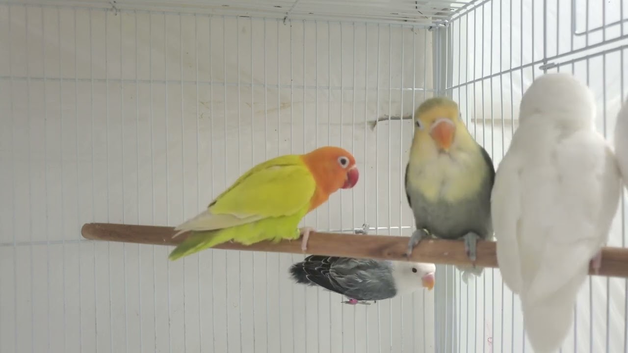 Sounds of lovebirds Agapornis chirp