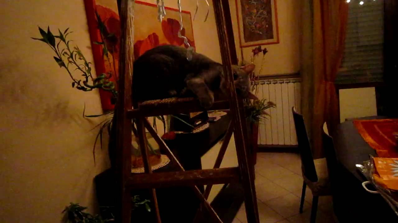 Darco, la scala, la pianta e la coda - YouTube