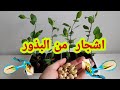 كيفية الحصول على اشجار الفستق من البذور