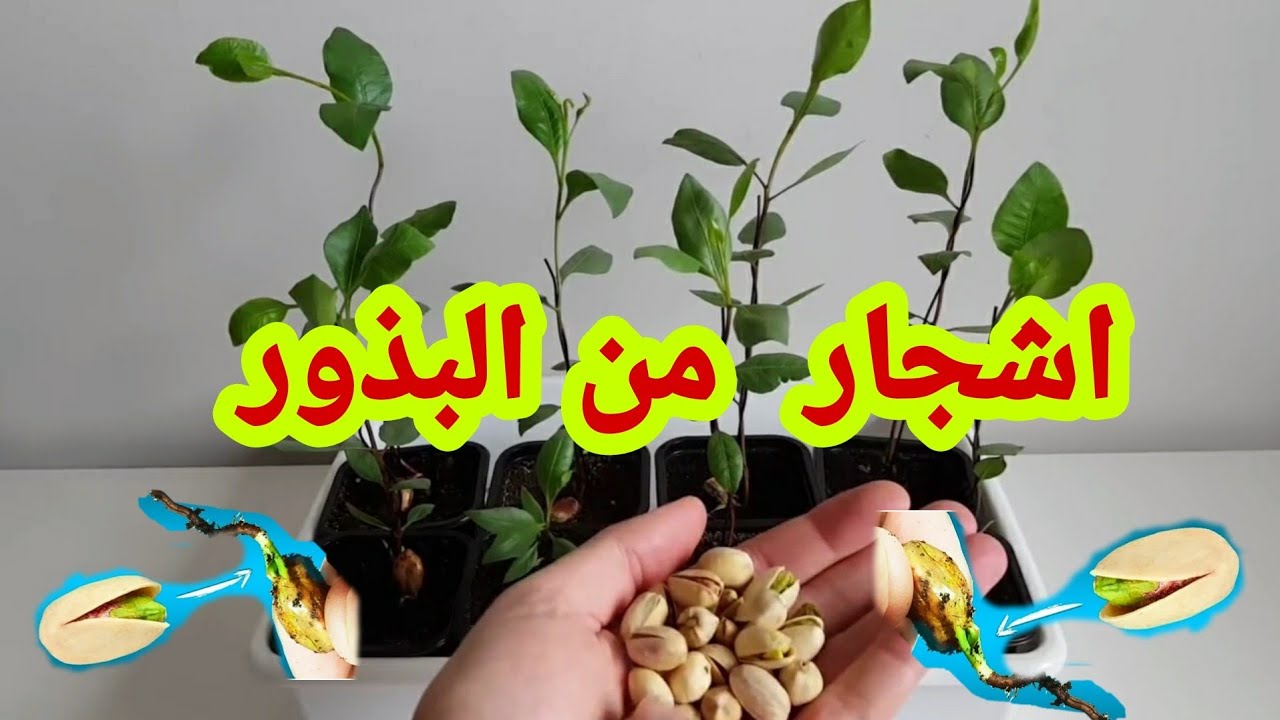 كيفية الحصول على اشجار الفستق من البذور