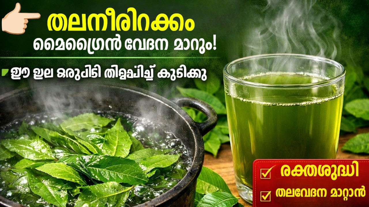 തലനീരിറക്കം മൈഗ്രൈൻ വേദന മാറ്റാനും രക്തശുദ്ധിക്കും ഈ ഇല ഒരുപിടി തിളപ്പിച്ച്‌ കുടിക്കൂ #fitness#food#