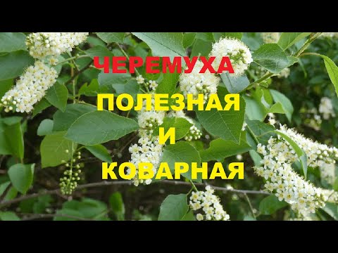 Черемуха-Польза И Вред.