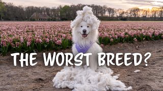 TOP 10 Samoyed Facts | The Good & The Bad