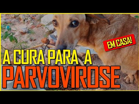 Vídeo: Como salvar um filhote de cachorro com parvovírus