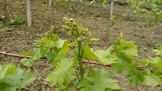 The Beginning Of Vegetation Of The Table Grape Vine Variety  Kis Mis Veles