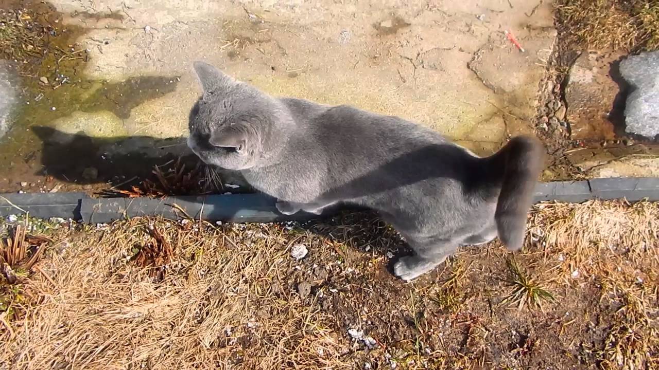 Бездомные котята в подъезде. Выживают ли кошки на улице. Выживают ли кошки на улице. Животные на улице зимой. Выживают ли кошки на улице.